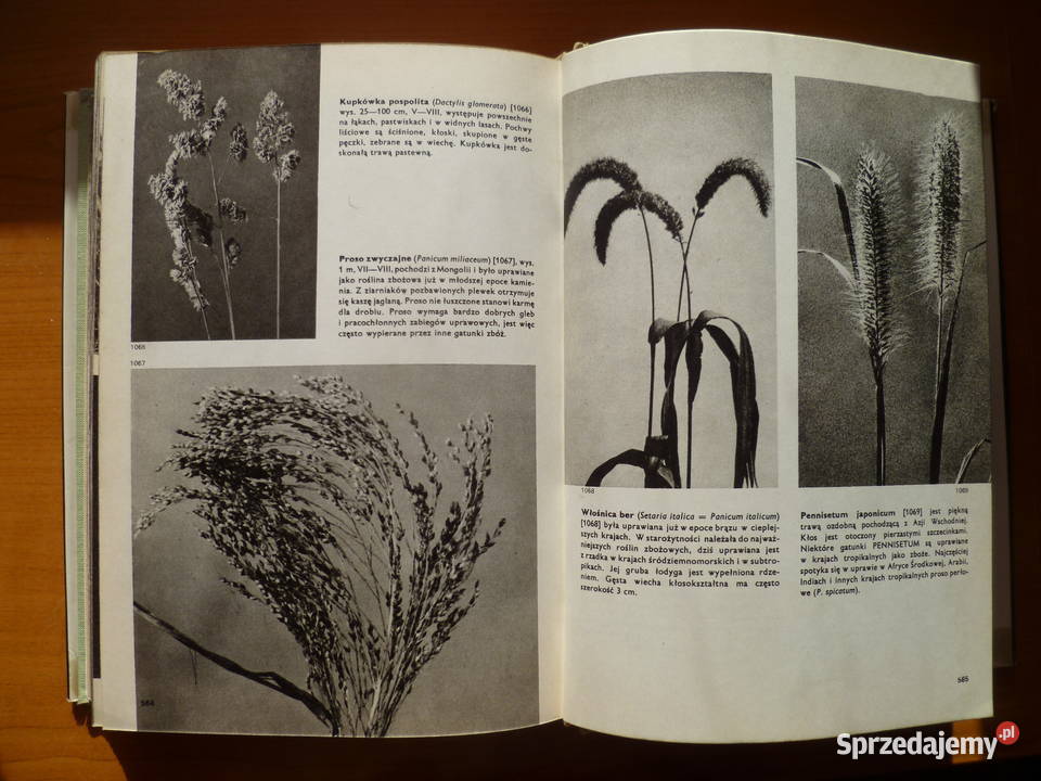 Wielki atlas roślin FANovak Kraków