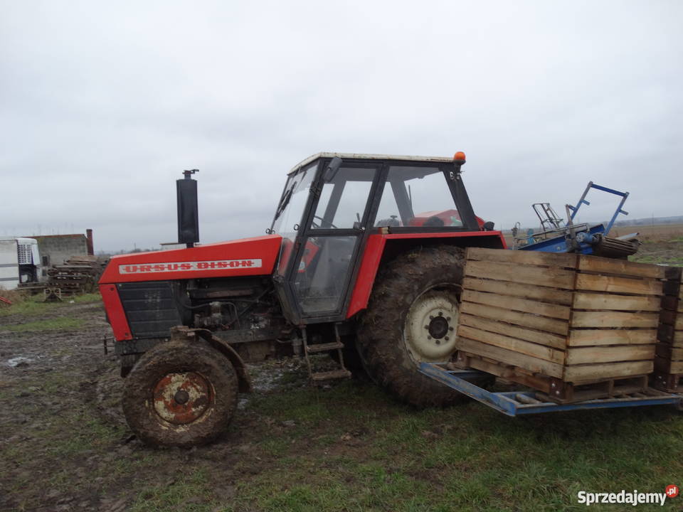 Zetor 8011 Kwidzyn