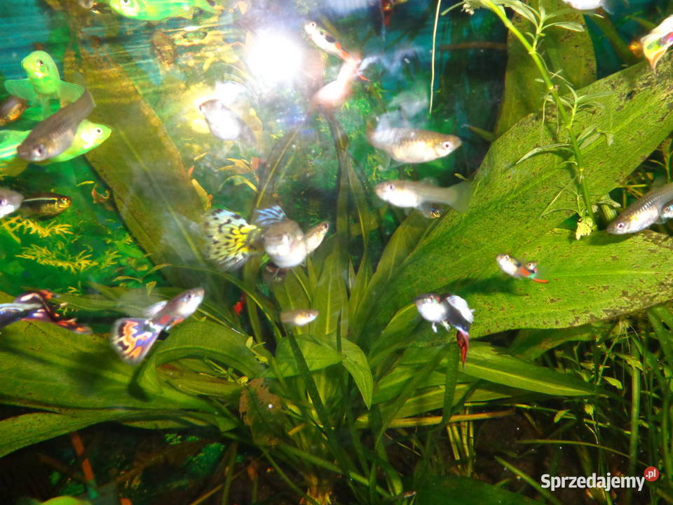 Rybki gupiki młody narybek Ryby wielkopolskie Poznań
