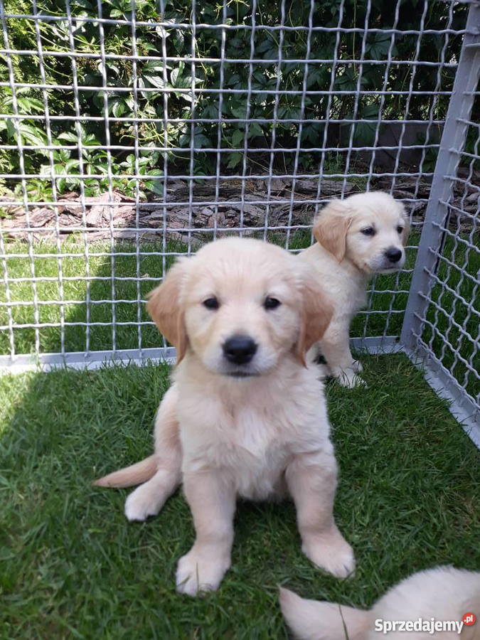 GOLDEN RETRIEVER Rodowódczip Rudniki