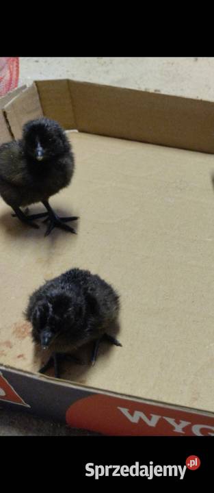 Pisklęta kurczęta ayam cemani vorwerk hamburskie Opatów sprzedam