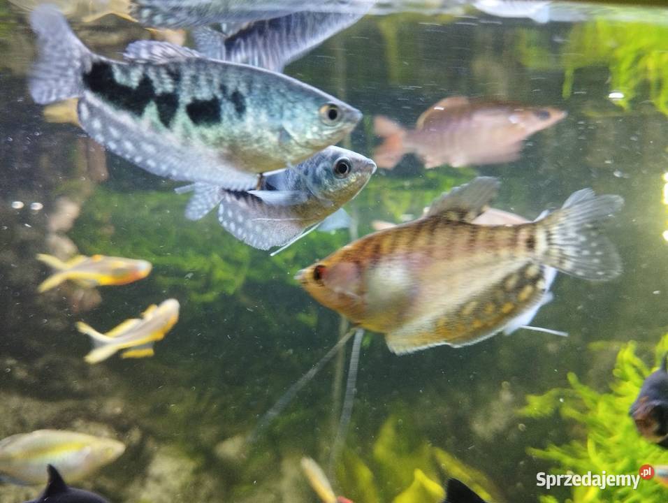 Gurami złote i marmurowe Ryby akwariowe rybki Wygoda