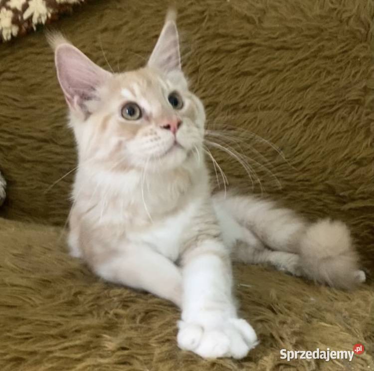 Maine Coon kocurki importach Linia Shaded dolnośląskie Wińsko