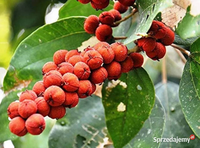 DRZEWO KAMALA Mallotus philippensis NASIONA 100g Nasiona sprzedam