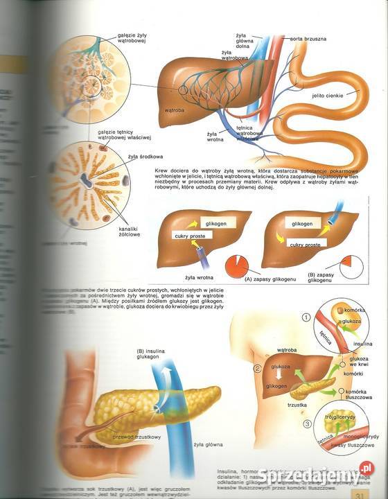 Atlas fizjologii fizjologia atlas medycyna medycyna, nauki medyczne Łódź sprzedam