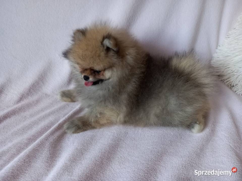 Szpic miniaturowy Puchata kuleczka Kołobrzeg