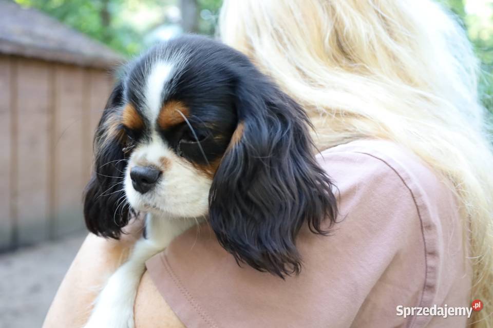 Cavalier King Charles Spaniel suczka