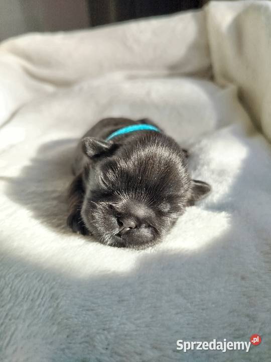Pies, sunia Shih Tzu rodowód