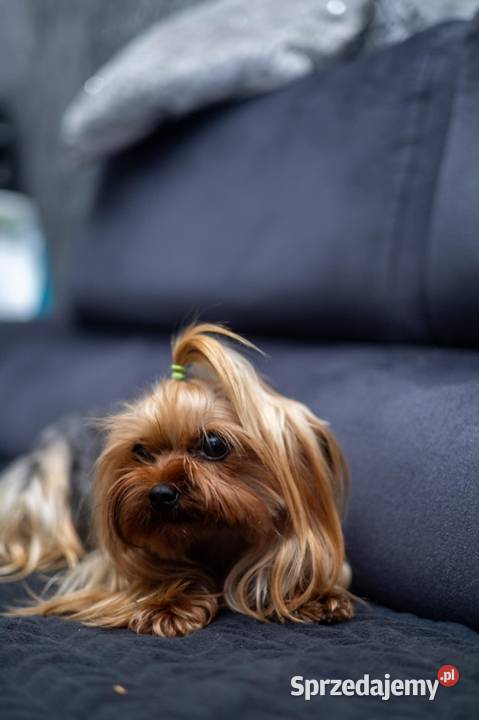 Yorkshire suczka 3 letnia York Morąg