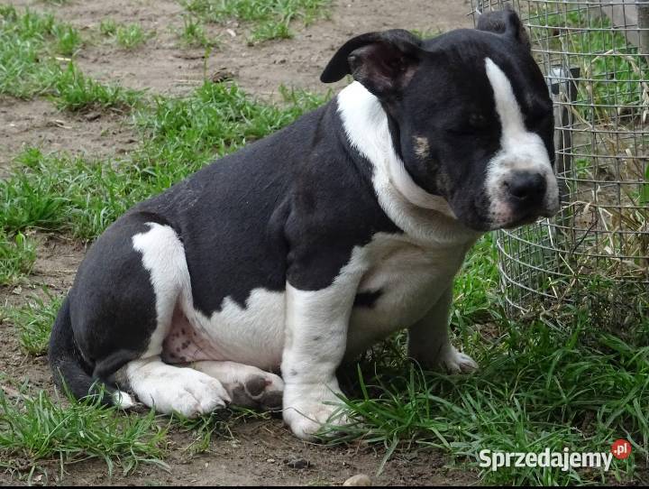 American Bully suczki ABKC Psy Grodzisk Wielkopolski