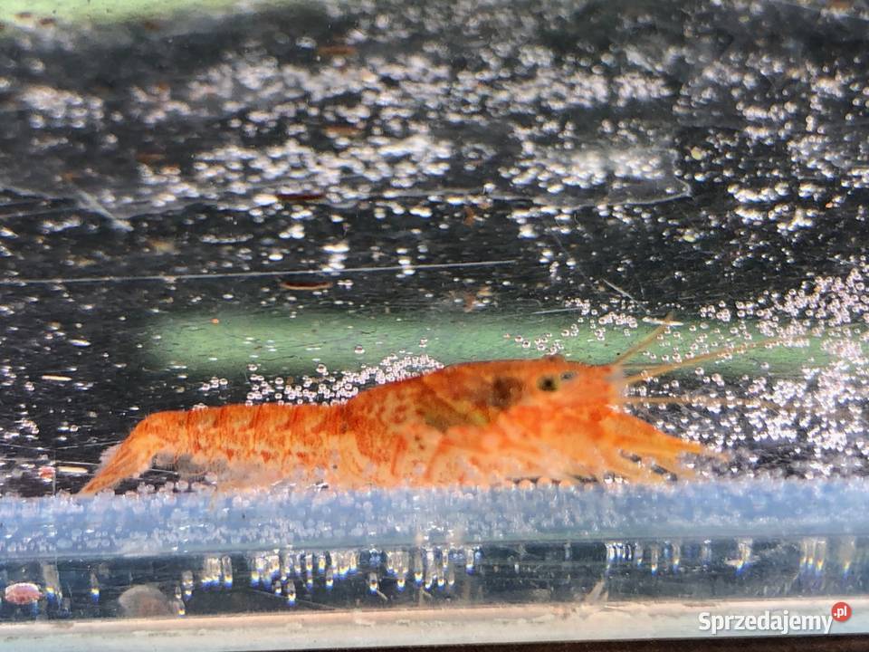 Rak mini orange Justynów