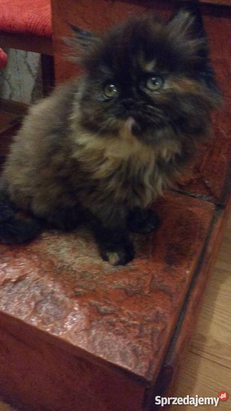 pers perskie kotki Wrocław sprzedam