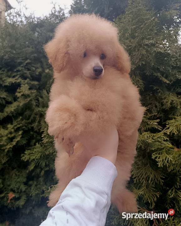 Pudel Toy z dokumentami FCI bez wad