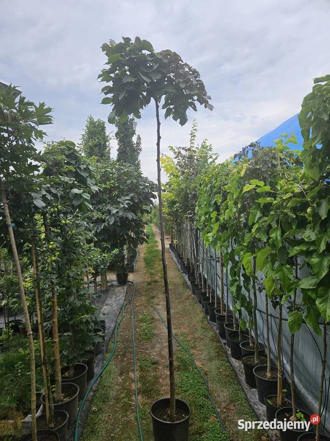 Wiąz górski Camperdownii Wiąz Pendula wysokość Sompolno sprzedam