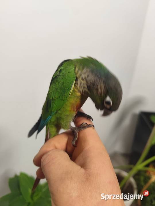 Rudosterka zielonolica Ptaki