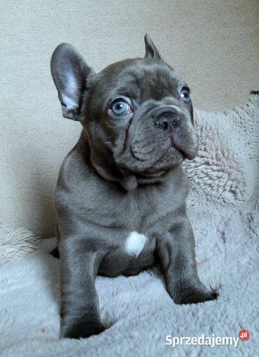 Buldog francuski dziewczynka