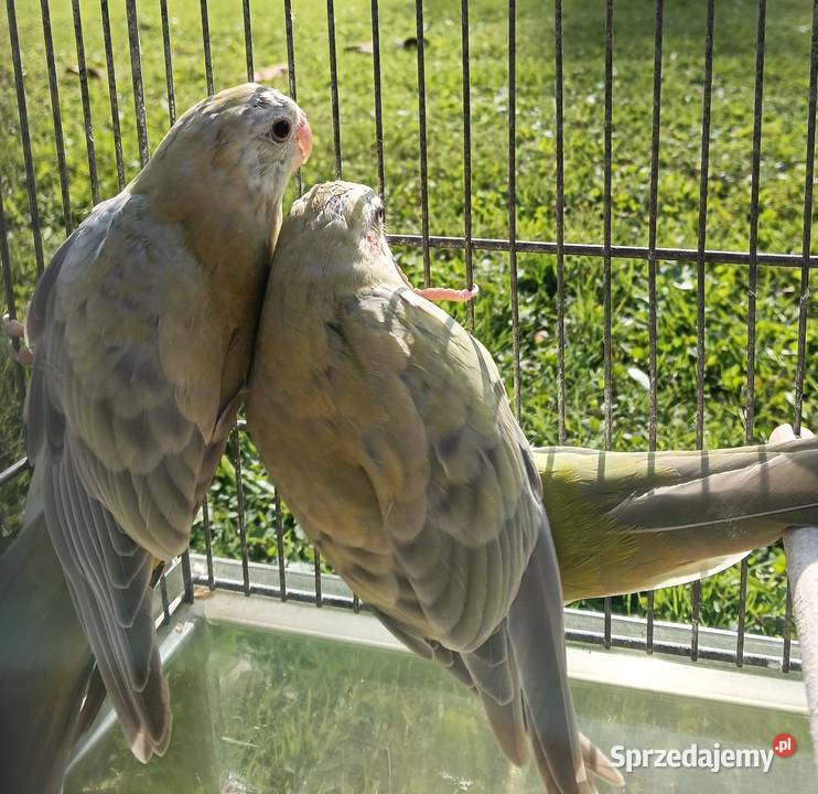 Świergoty Zagórzany