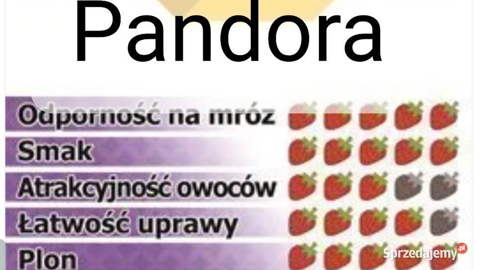 Sadzonki truskawek Lubraniec sprzedam