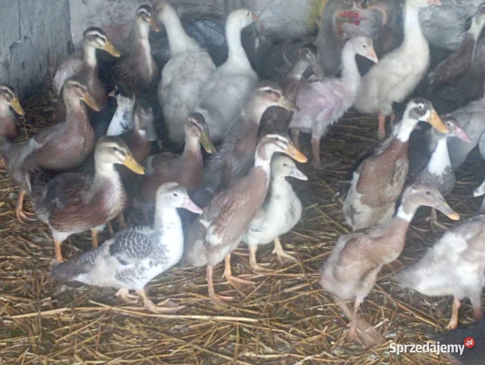 Mix ODCHOWANYCH Różnych Kaczek 8 Gęsi 4 tyg Golasowice sprzedam