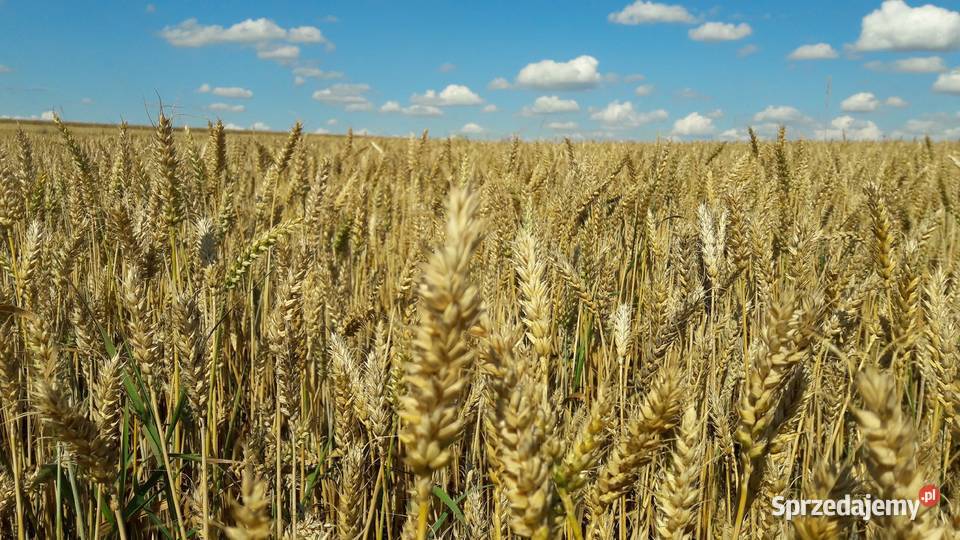 Pszenica jara przewódka centrali nasiennej Olkusz