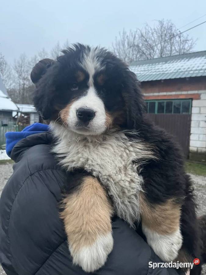 Berneński pies pasterski Blue Jagodnik