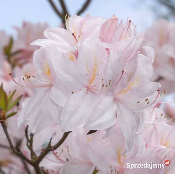 Azalia Wielkokwiatowa piękne kolory WIOSNĄ
