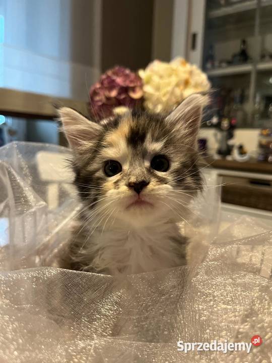 Maine Coon kocięta Maine Coon wielkopolskie Kalisz sprzedam