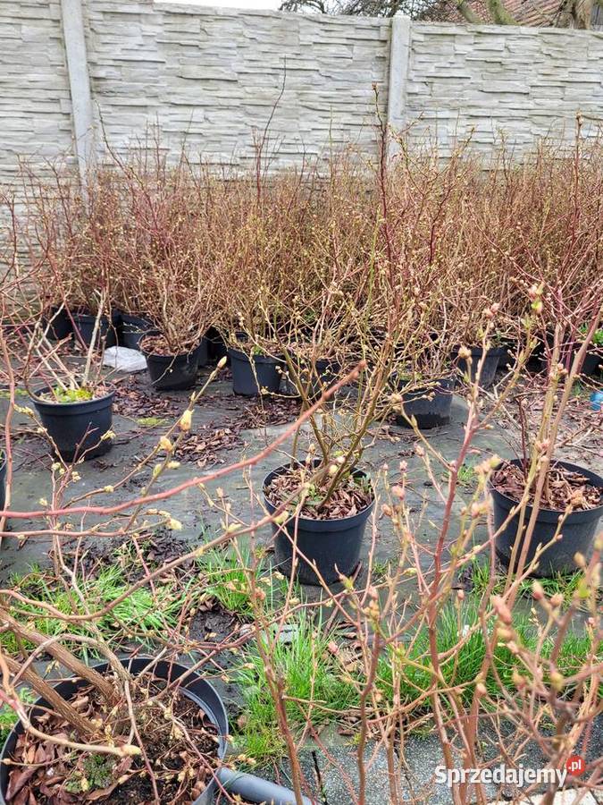6 letnie ponad metrowe krzewy Borówki opolskie