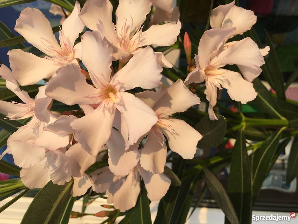 Sadzonki oleander kremowy małopolskie Brzeźnica sprzedam