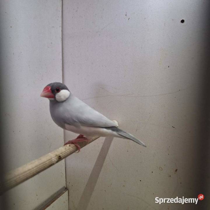 Sprzedam ryzowce Stary Olesiec