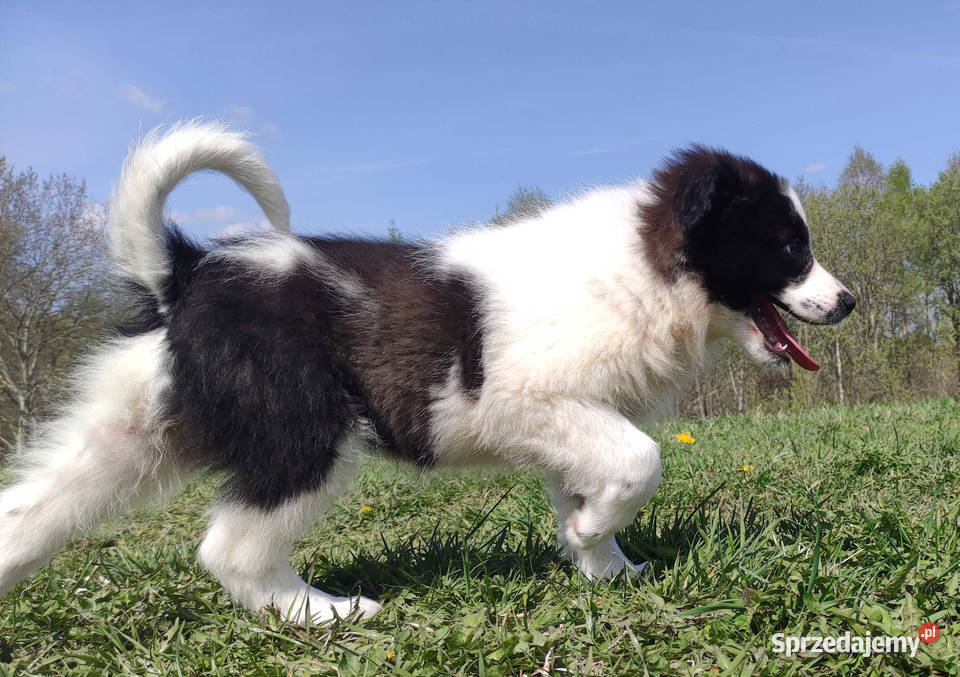 Piękna Rasowa Suczka Border Collie XINDI z pełną Iwonicz