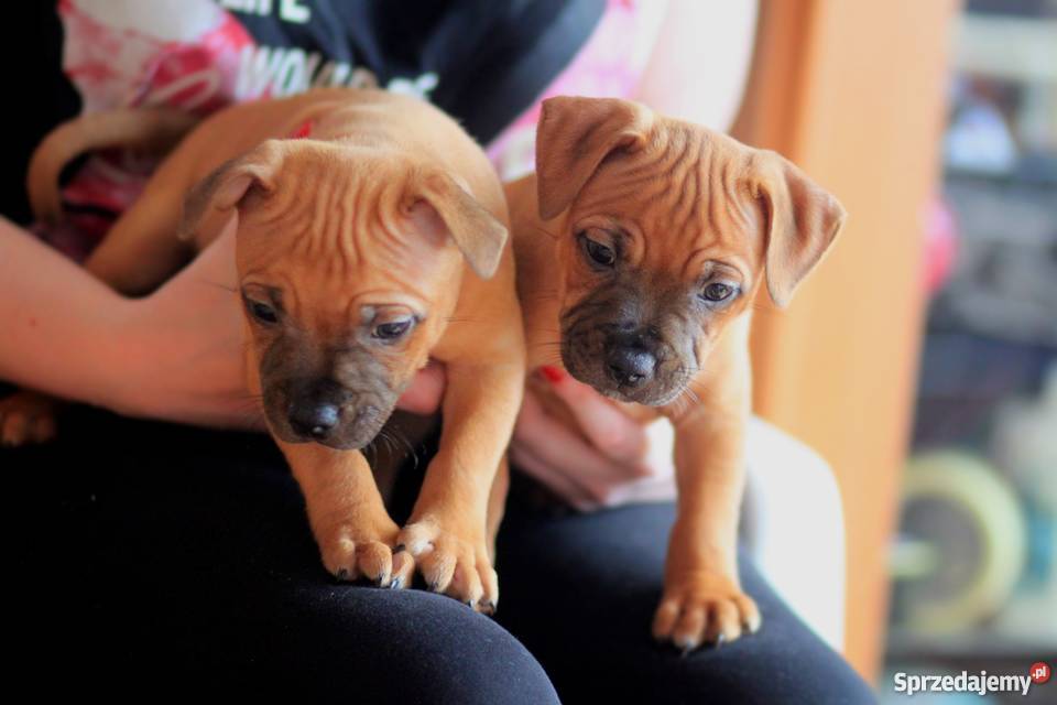 Staffordshire bull terrier staffik stafik Maków Mazowiecki