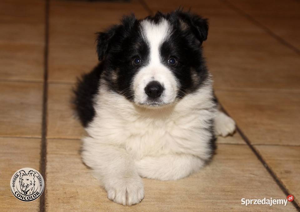 Border Collie szczeniak czarnobiały tricolor mazowieckie Jastrzębia