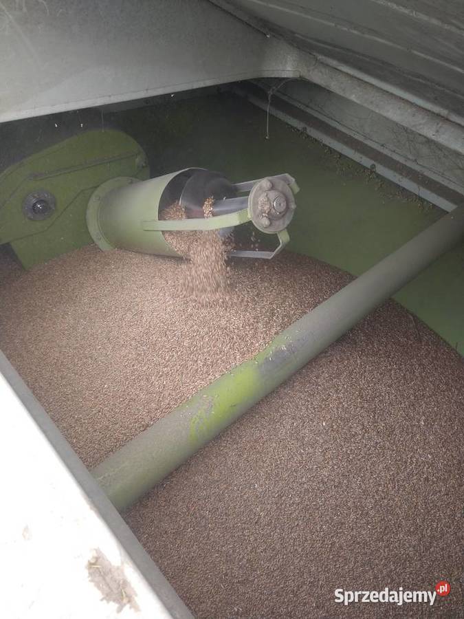 Zboże owies pszenżyto żyto Jordanów sprzedam