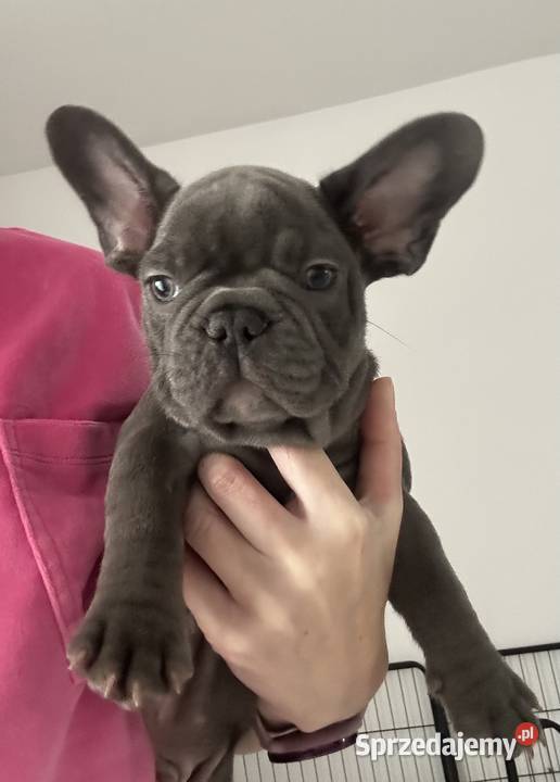 Buldog francuski Aktualne pomorskie Malbork