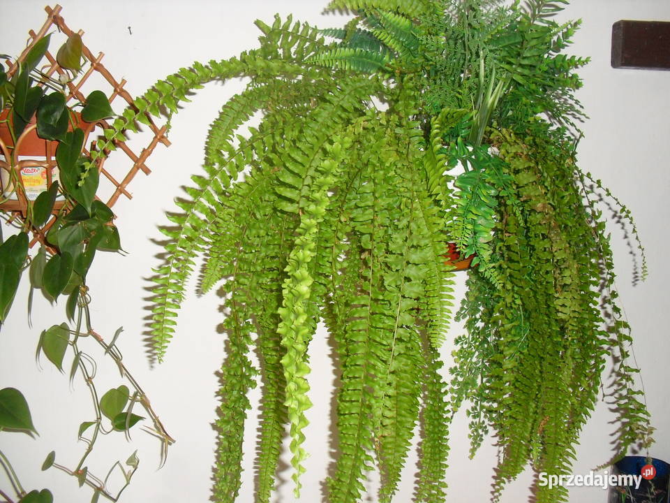 Kwiaty zielone MONSTERA PAPROĆ I INNE Bielawa