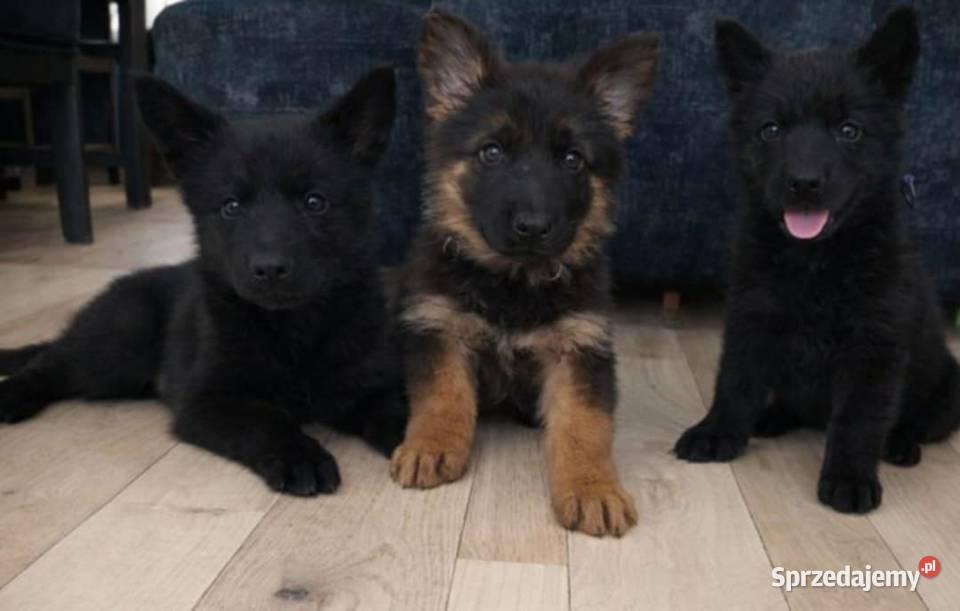 Owczarek Niemiecki długowłosy Sosnowo