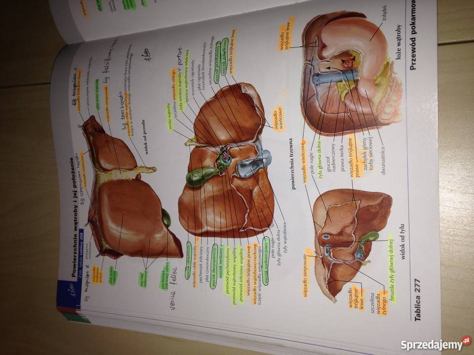Atlas anatomii człowieka Frank HNetter Książki naukowe i popularnonaukowe mazowieckie Piaseczno