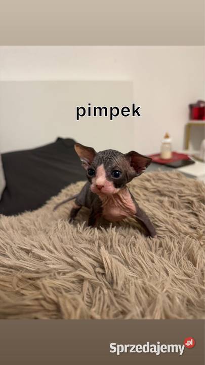 kociaki sfinks kanadyjski sfinksy kocurki koty