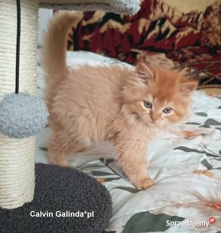Celvin cudowny rudzielec Tłuszcz