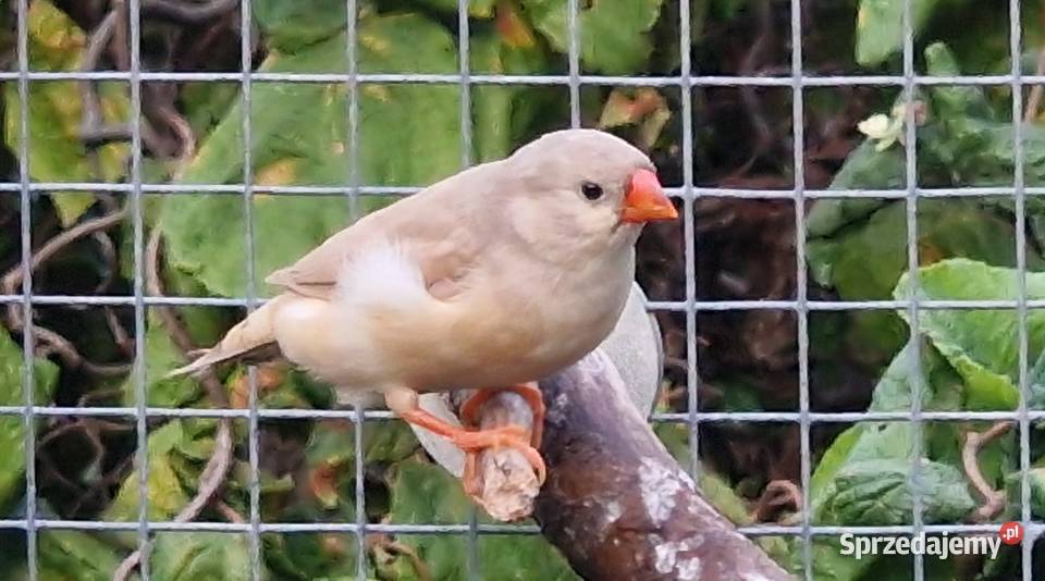 Sprzedam papugi zeberki faliste świergotki Ptaki Zwierzęta Ostrów Wielkopolski