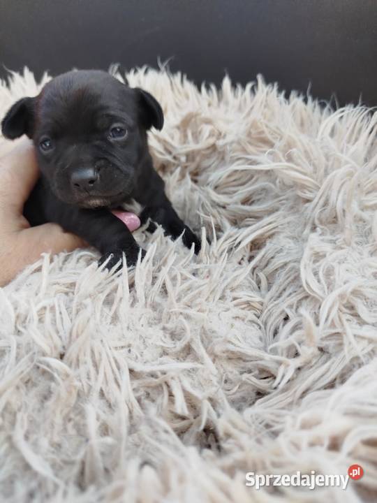 Chichuahua piesek Chihuahua Nowy Dwór Mazowiecki sprzedam