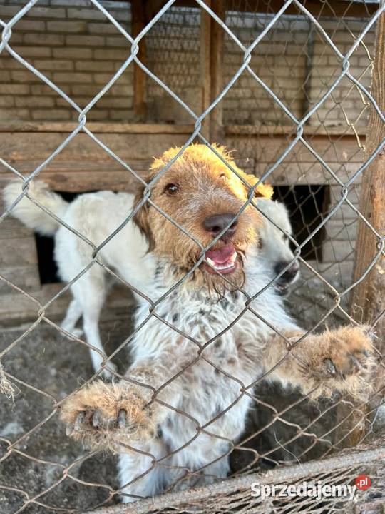 Oddam foxteriera Ludwin