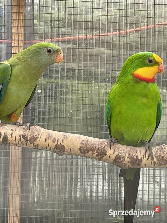 Barabanda Księżniczka Tarczowa Opole