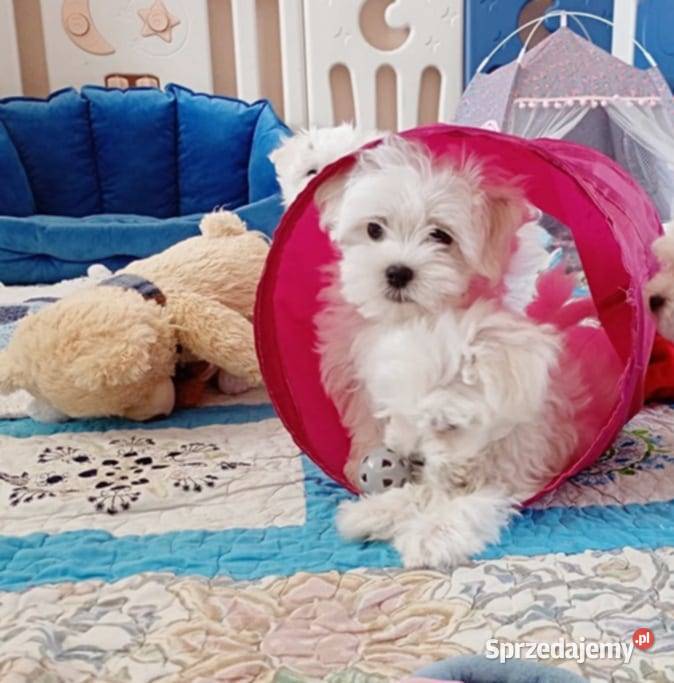 Maltańczyk szczenię BOY śląskie Racibórz