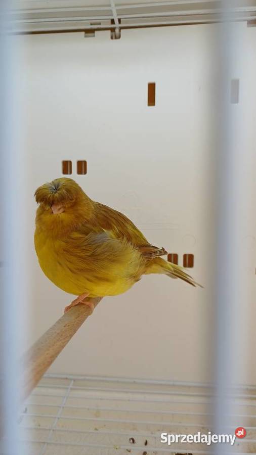 Kanarki gloster korona samice Ptaki Piotrowice