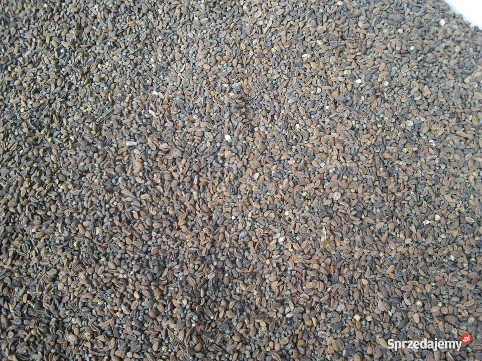 nasiona łubin żółty Baryt żyto jare Bojko