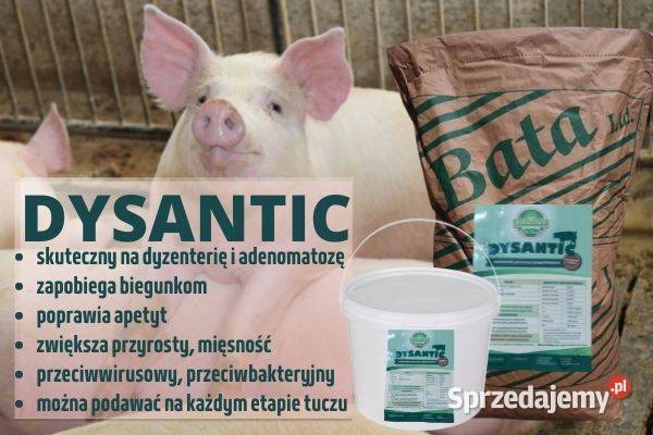 Dysantic Dezynteria biegunki adenomatoza BEZ Bartoszyce sprzedam