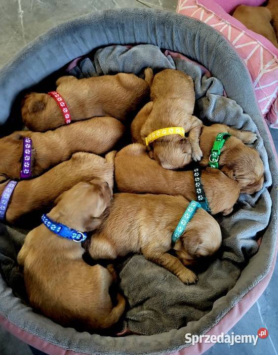 Zapowiedź miotu Golden Retriever ciemno złote Poręba