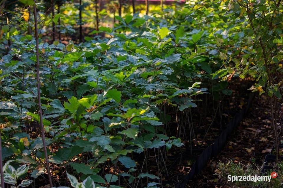 Dąb czerwony Quercus rubra wys 5070 donica 1 l